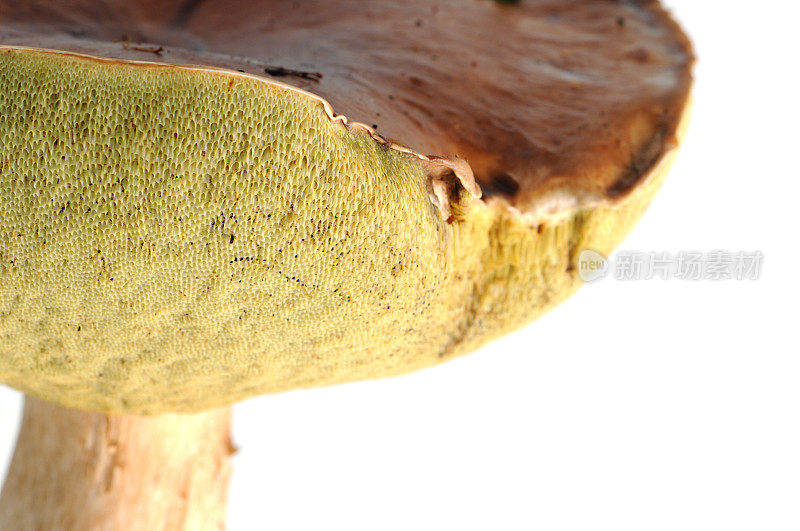 牛肝菌(boletus edulis) -牛肝菌的大分子